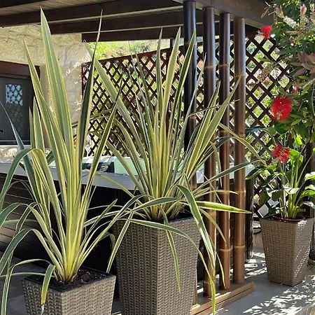 Palma House Апартаменты